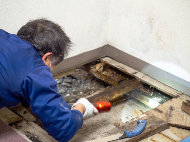 Best Mold Removal Company Near Me  in Menomonee Falls, WI