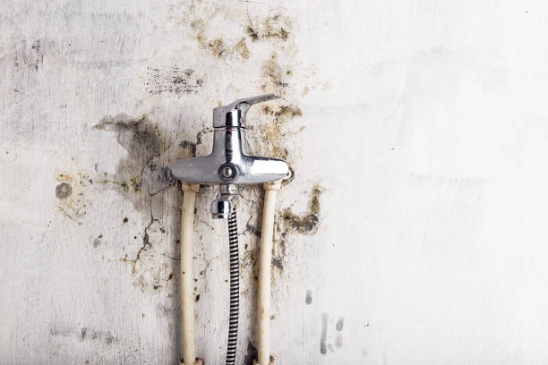 Best Mold Removal Specialists  in Menomonee Falls, WI
