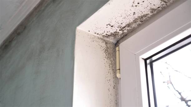 Crawl Space Mold Removal in Menomonee Falls, WI