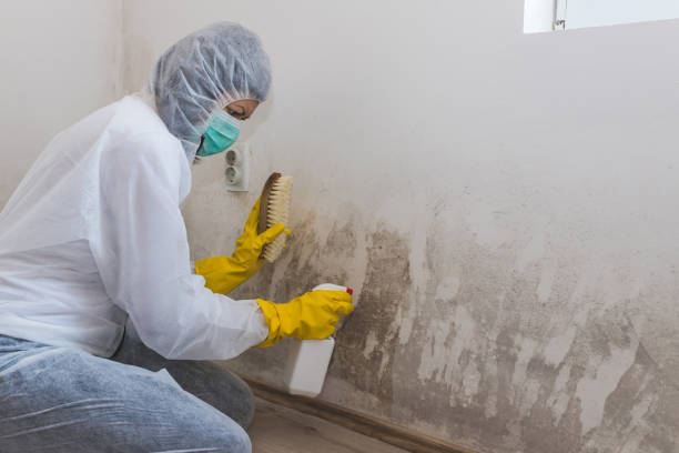 Best Mold Damage Repair  in Menomonee Falls, WI