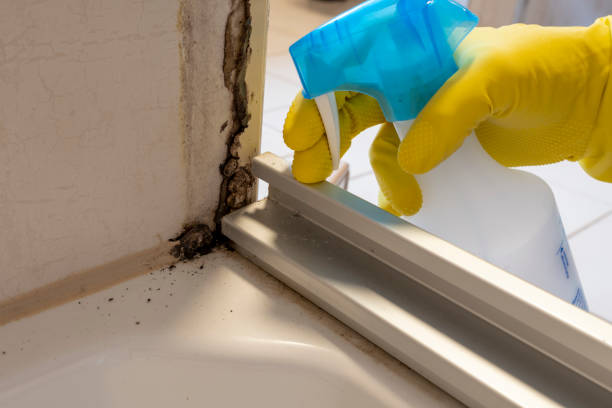 Best Local Mold Removal Service  in Menomonee Falls, WI