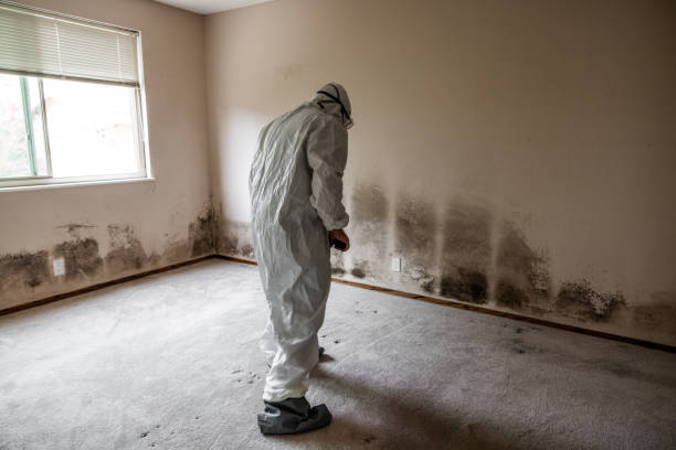 Attic Mold Removal in Menomonee Falls, WI