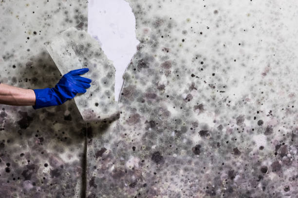 Best Toxic Mold Removal  in Menomonee Falls, WI